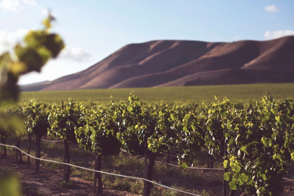 The vineyards and fields nearby